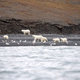 Image: Alexander Gruzdev, Wrangel Island State Nature Reserve